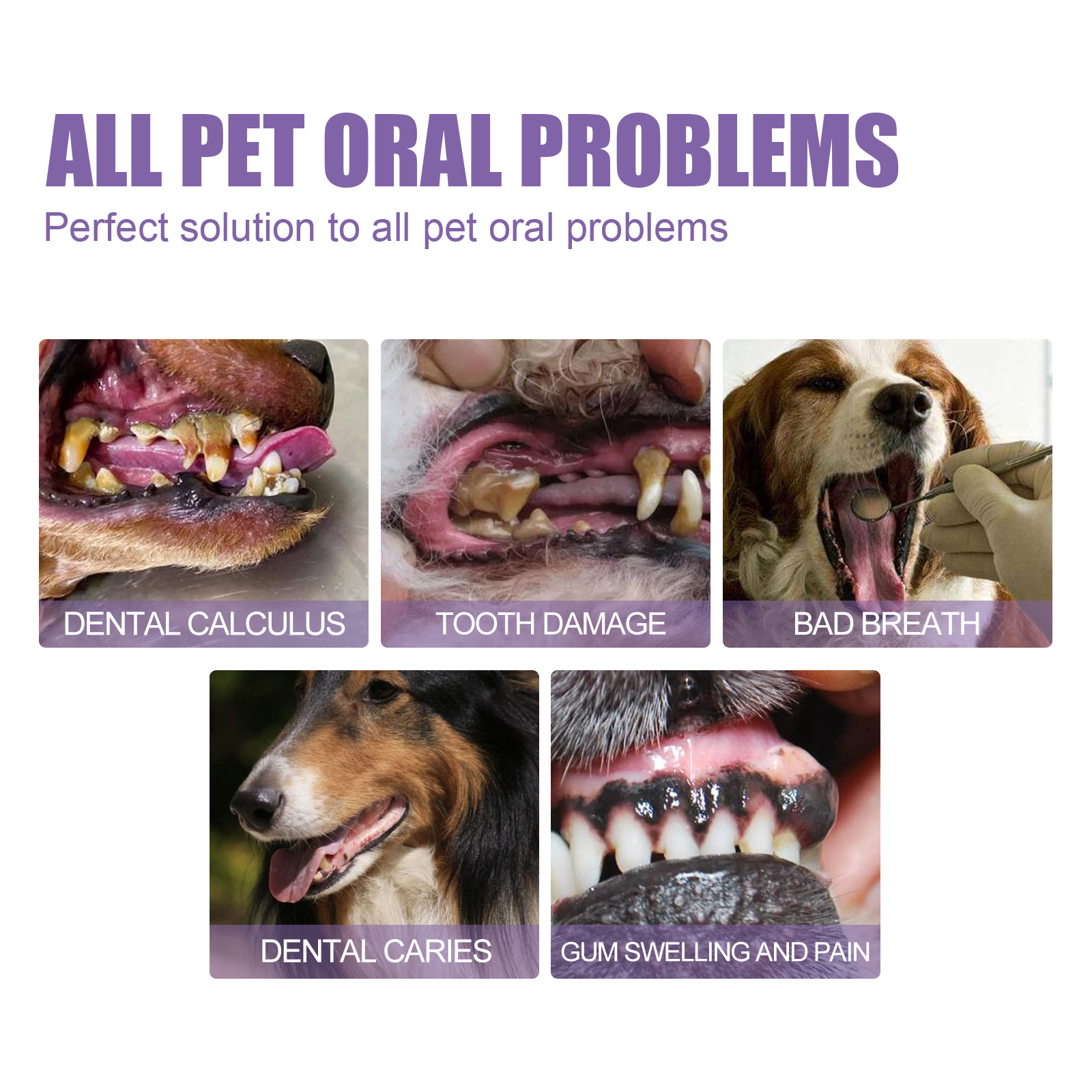 Pet Oral Repair Gel Puppy Tart - Teeth Whitening Results บทวิจารณ์และราคา